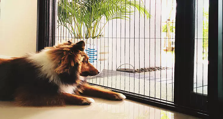 Sliding Screen Pet Door Repair in Fountainebleau, FL