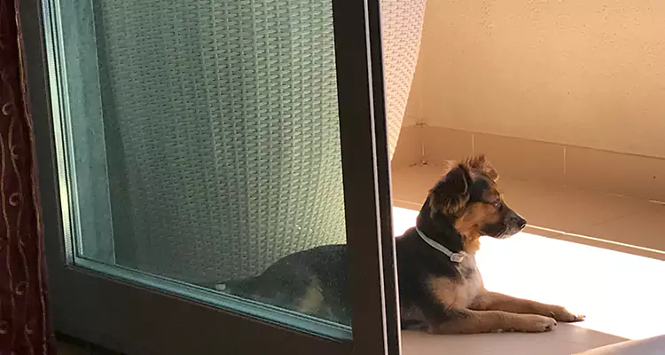 French Door Pet Screen Repair in Fountainebleau, FL